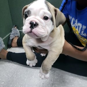 Meet your Posher, Brandy